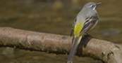 Grey Wagtail, copyright owned by RSPB.