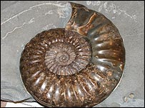 An ammonite discovered by David Sole