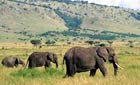 Three elephants crossing a plain