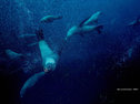 Australian fur seals off Tasman Island, Tasmania