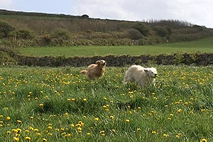 Wildlife cameraman Jeff Goodman, who lives in West Cornwall, introduces us to the stars of his Pond life Video Nation film.