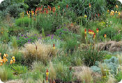 Prairie garden