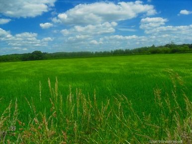 Summer's Day