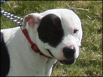 Stanley the Staffordshire Bull Terrier