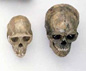 Skulls of early hominids