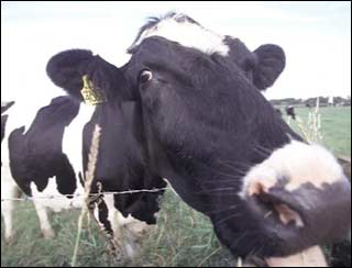 Cow