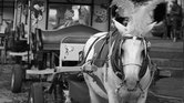 Circus time