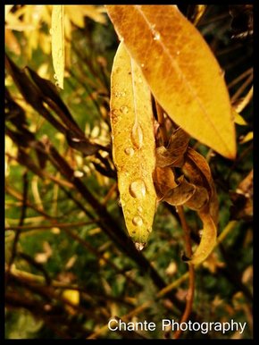Droplet leaf