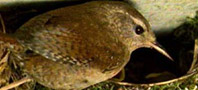 Wren