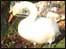 Swan.