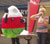 Jambori yr Urdd