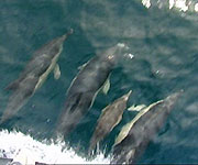 Common dolphins at the bow of the boat