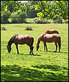 New Forest Ponies