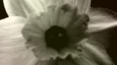 Daffodil