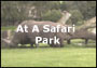 At A Safari Park
