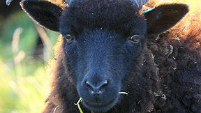 Black sheep