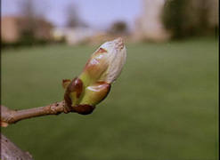 Bud on tree