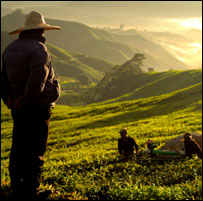 Growing tea
