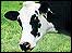 A cow