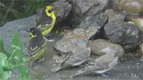 Yellow and grey birds