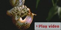 Play video - leopard slugs