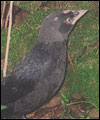Jackdaw