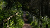 Down the path...