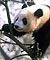 A panda