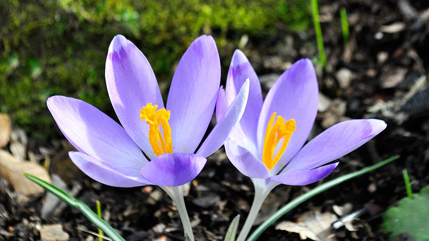 Crocus nevadensis