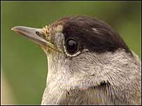 Blackcap