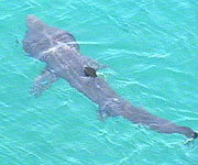 Aerial picture of a basking shark of the coast of the Isle of Man