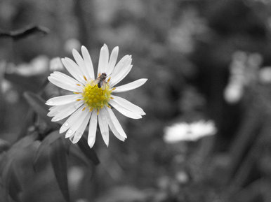 Splash of colour