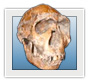 Homo ergaster (erectus)