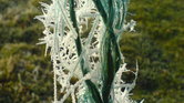 Rye frost