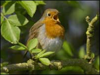 Robin