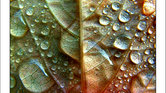 After the rain...