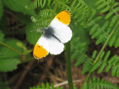 Butterfly â¥