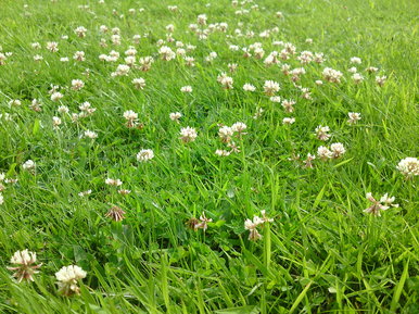 Field of flowers