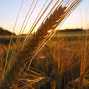 Barley ready for harvest