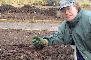 Paul shares a few tips for looking after your allotment