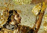 Wall-painting depicting the sale of bread, from the House of the Baker