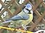 Blue Tit