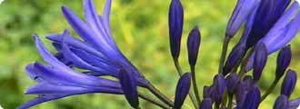 Low-maintenance planting