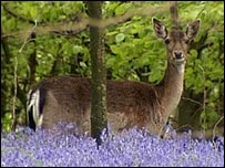 Woodland in the UK is the perfect location for getting closer to nature on a budget