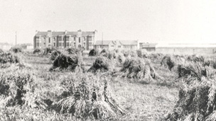 Small haystacks in a wide field with a tenement block and other buildings beyond.