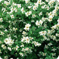 Philadelphus