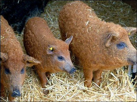 Pig Paradise Farm - The Mangalitza, Sheep Pig