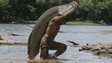 Arapaima