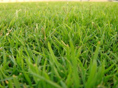 Grass