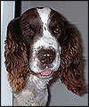 Ben the Spaniel by Katrina